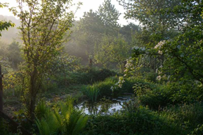 Jardin sauvage et verdoyant